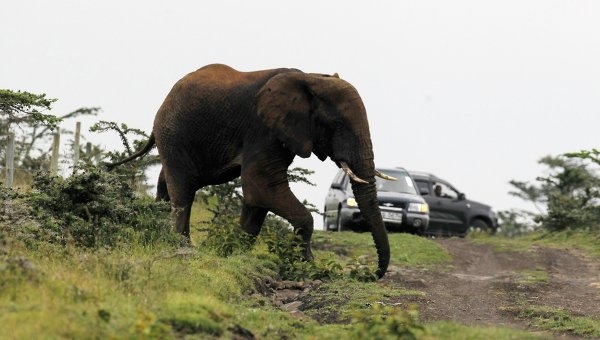 Четыре человека погибли при нападении дикого слона на востоке Индии