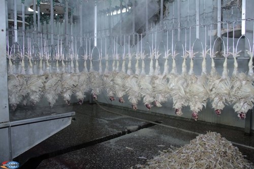 Армения запретила ввоз мяса птицы из Турции