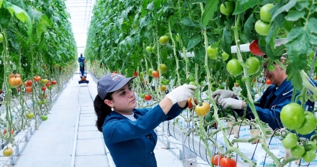 Ջերմոցային տնտեսությունների հաշվին կկրճատվի բանջարեղենի ներմուծումը Հայաստան