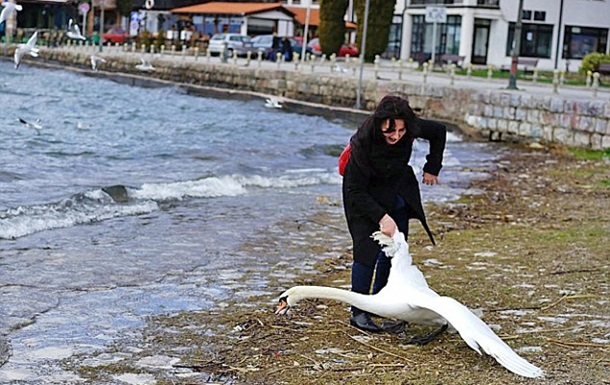 Туристка замучила лебедя ради красивого фото