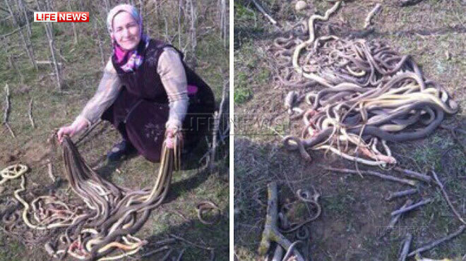 Жительница Дагестана убила около 80 змей (видео)