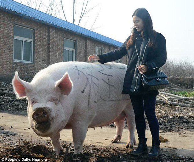 В Китае обнаружили 700-килограммовую свинью