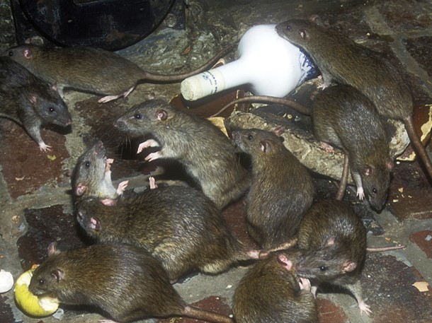 Центр Баку заполонили вездесущие крысы