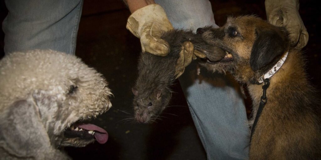Власти Нью-Йорка собирают экстренное заседание из-за нашествия крыс