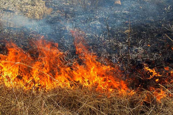 Пожар в «Хосровском лесу» возник из-за человеческого фактора: Эколог