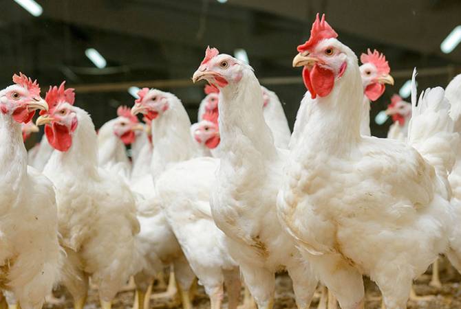 Ջրաշենցու անասնագոմում հայտնաբերվել է մոտ 100 հոշոտված հավ