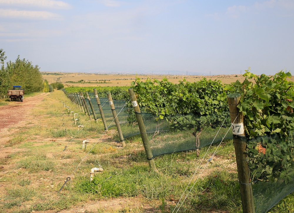 Иностранцы в Армении не смогут иметь в собственности земли сельскохозяйственного и лесного значения