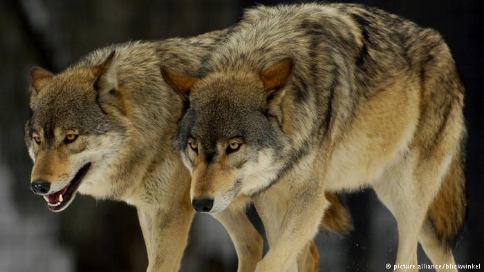 Стая волков напала на отару овец в Арагацотнской области