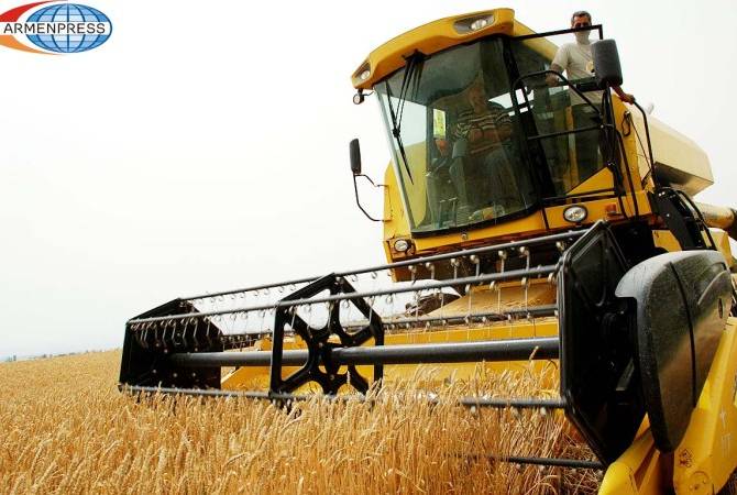 Կառավարությունը շարունակում է գարնանացան ցորենի արտադրության զարգացման ծրագիրը