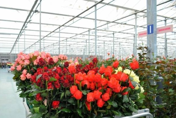 Գյուղատնտեսության զարգացման տասնամյակը. Հայաստանից հոլանդական վարդերն անգամ Հոլանդիա են արտահանվում