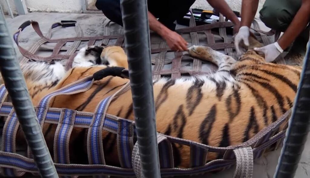Тигр Манвела Григоряна перевезен в ереванский зоопарк