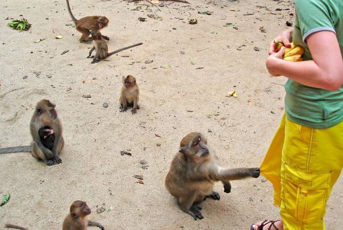 Թայլանդում զբոսաշրջիկներին անհանգստացնող կապիկներին բռնելու համար դեպարտամենտի աշխատակիցները ստիպված են եղել հանվել