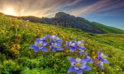 Խարիկ Դաշտենց․ Լեռան ծաղիկները
