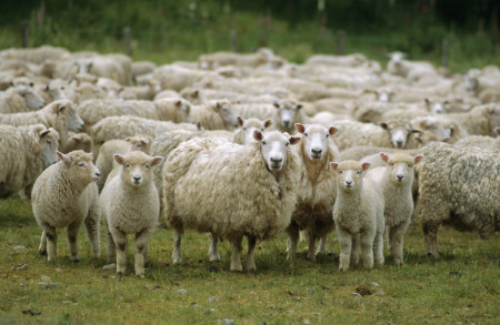 Փաշինյանի հորդորից հետո տավուշցիները սկսել են ավելի քիչ ոչխար պահել