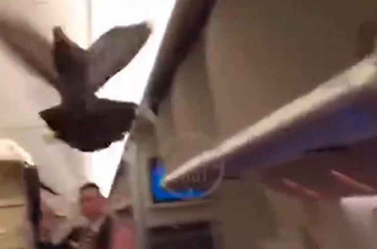 Շերեմետևո օդանավակայանում ինքնաթիռում հայտնված աղավնիի պատճառով թռիչքը հետաձգվել է (տեսանյութ)