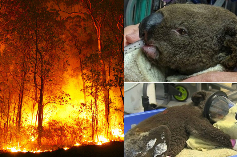 Ավստրալիայում անտառային հրդեհների հետևանքով ավելի քան 1 մլրդ կենդանի է սատկել. ուսումնասիրություն (լուսանկարներ)