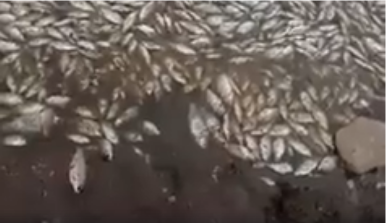 Սևաբերդի ջրամբարում ձկներ են սատկել. տեղեկությունը փոխանցվել է Բնապահպանության և ընդերքի տեսչական մարմնին