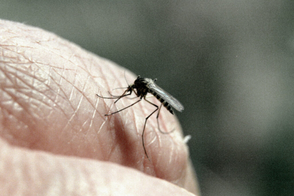 Կարո՞ղ է արդյոք մարդը վարակվել կորոնավիրուսով մոծակի կծելու միջոցով