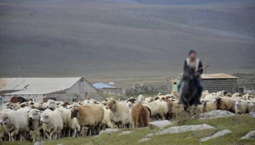 Ադրբեջանական գերությունից վերադարձած հովվի ոչխարները հետ բերելու համար բանակցություններ են ընթանում