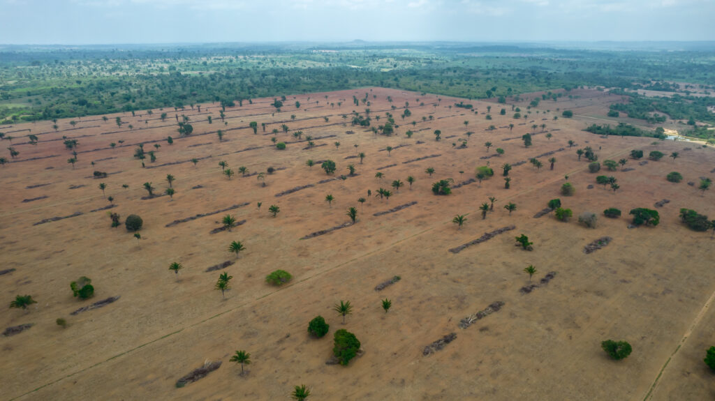 Անասնապահական ֆերմաները ոչնչացնում են Ամազոնի անտառները․ Bloomberg
