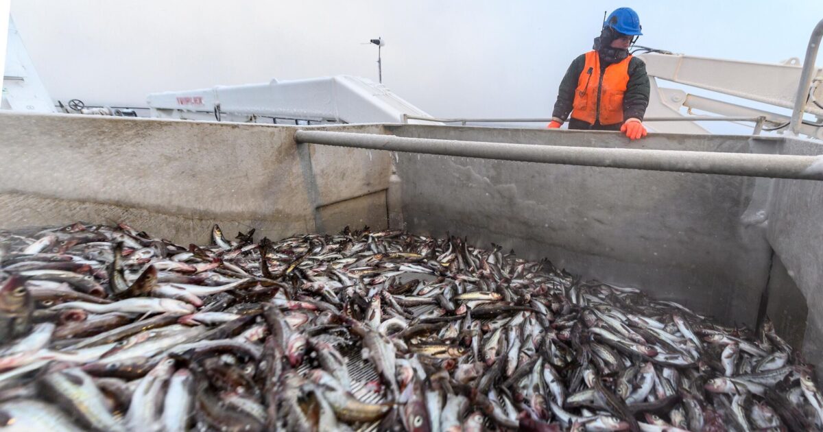 Ռուսաստանը խստացրել է Ճապոնիայից ներկրվող ձկնամթերքի վերահսկողությունը