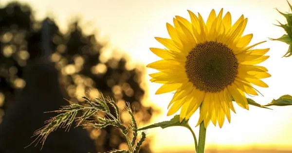 Ի՞նչ եղանակ է սպասվում այսօր և առաջիկա օրերին